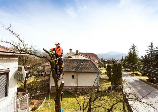 Elagage d'un arbre fruitier : combien cela coûte ?
